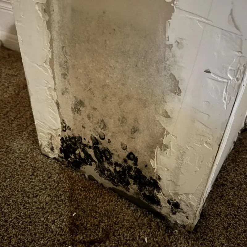 Professional Mold Removal in Lansing, KS